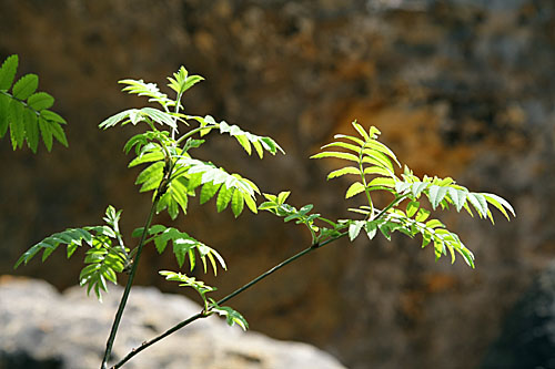 Frhling